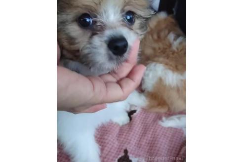 販売中の北海道のミックス犬-396236の4枚目